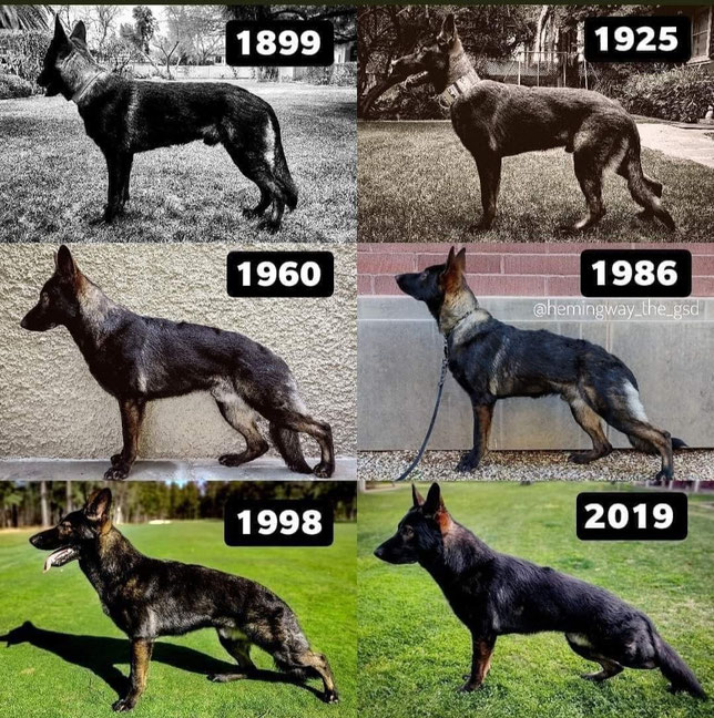 Entwicklung des Schäferhundes